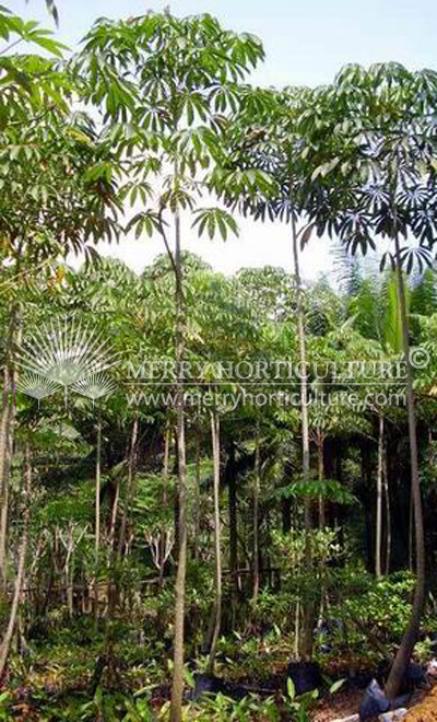 Sterculia foetida (Kelumpang Jari)1